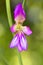 Wild Gladiolus (Gladiolus illyricus)