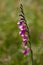 Wild Gladiolus imbricatus