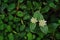 Wild globe everlasting;broadleaved weed