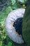 Wild glossy ganoderma