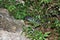 Wild goanna lace monitor Varanus varius