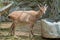 Wild goat (Capra sp.) kid