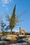 Wild goat in deset of the Negev, Israel