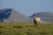 Wild goat at the famous mountain Olympus, Greece