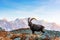 Wild goat in the France Alps