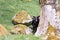 A wild goat grazes peers between a pile of moss covered rocks and a tree