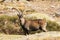 Wild goat in Gredos mountains in Spain