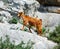 Wild goat, greece