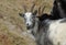 Wild Goat Group in Cheddar Gorge England