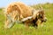 Wild goat having a scratch