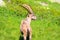 Wild goat profile view, standing on green meadows near Chamonix in Alps, France. Alpine ibex, also known as steinbock, bouquetin,