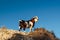 A wild goat on a rocky cliff in the mountains. Goat in the wild. Animals at sunset. Animals Of Cyprus. Wild Goat in the mountains
