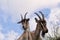 Wild Goat in a roof in norway