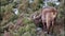 Wild goat Siberian ibex eats green bushes on the slope of mountain