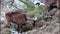 Wild goat Siberian ibex eats green bushes on the slope of mountain