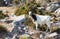 Wild goat in a steep hillside in Milos island