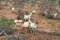 Wild Goats in Africa