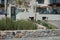 Wild goats, Capra aegagrus, graze on flower beds in a tourist recreation area near Pefkos or Pefki, Rhodes Island, Greece