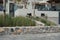 Wild goats, Capra aegagrus, graze on flower beds in a tourist recreation area near Pefkos or Pefki, Rhodes Island, Greece