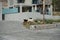 Wild goats, Capra aegagrus, graze on flower beds in a tourist recreation area near Pefkos or Pefki, Rhodes Island, Greece