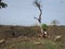 Wild goats feeding on fresh tree leaves