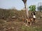 Wild goats feeding on fresh tree leaves