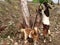 Wild goats feeding on fresh tree leaves