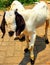 wild goats in front of shops