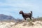 Wild goats in the Omani desert