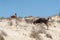 Wild goats in the Omani desert