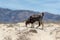 Wild goats in the Omani desert