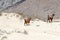 Wild goats in the Omani desert