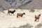 Wild goats in the Omani desert