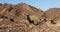 Wild goats in the Omani desert