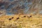 wild goats resting and feeding in mountain pastures