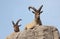 Wild goats on rock