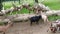 wild goats run and play in zoo of Germany.
