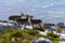 Wild goats at the top of the snowy mountain of Madrid in winter. The Morcuera