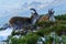 Wild goats at the top of the snowy mountain of Madrid in winter. The Morcuera