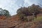 Wild goats in Zion National Park