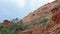 Wild goats in Zion National Park, Utah