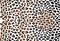 Wild gold and black pattern leopard. Fashion Vector illustration. leopard print texture pattern