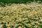 Wild gold chamomile field