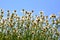 Wild gold chamomile field under the blue sky