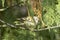 Wild goldcrest / Regulus regulus