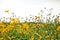 Wild golden buttercup flower isolated on a white sky background. Yellow flowers