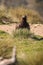 Wild golden eagle perched on the ground