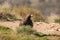 Wild golden eagle perched on the ground