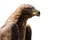 Wild golden eagle profile portrait isolated