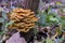 Wild golden needle mushrooms increased on the trunk of an old stump